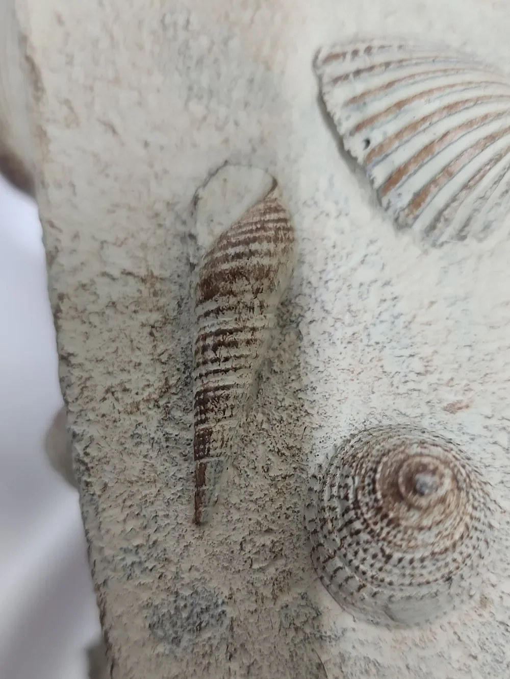 Textured Neutral Tone Seashell Vase Beach House Coastal